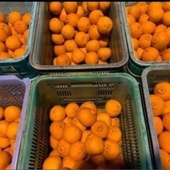 柑橘⑯