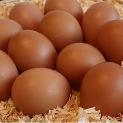 安曇野鶏　岡崎オウハン　有精卵10個メス雛沢山生まれています。