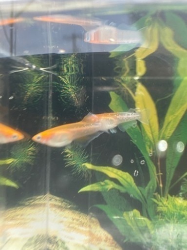 現物出品 カーネーション 1ペア 今回限り