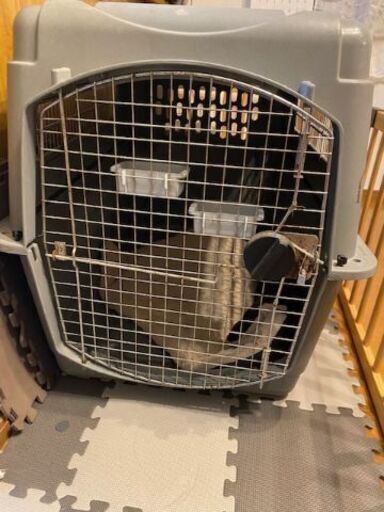 【取引完了】犬用クレート（大型犬）Petmate　Sky Kennel Ultra