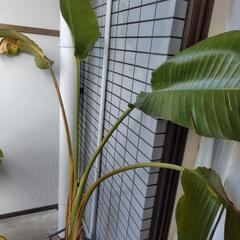 大型　観葉植物　オーガスタ　鉢10号　高さ170センチ