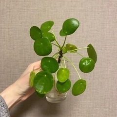 観葉植物　ピレア　ペペロミオイデス