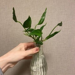 観葉植物　ポトス　テルノシャングリラ