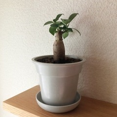 観葉植物　ガジュマル(28)　20cm　グレーカラーの3.5号の...