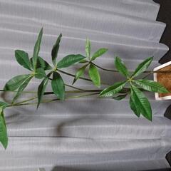 110cm 観葉植物 フェイクグリーン パキラ