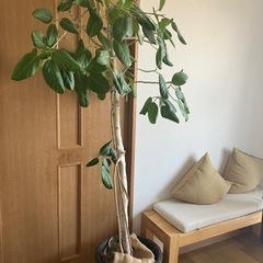 観葉植物　180cm