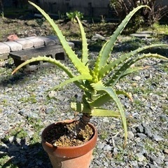 アロエ  いしゃいらず植物  鉢つき6