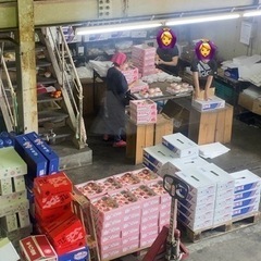 青果物の袋詰めスタッフ - 高松市