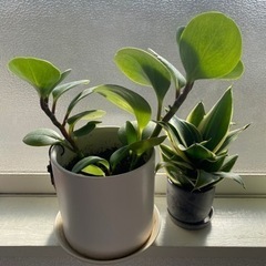 ２つ植物