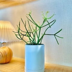 枝のような珍しい観葉植物🎵オシャレ！ 陶器鉢付き！すぐに飾れてお...