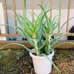 健康的なアロエ植物 園芸