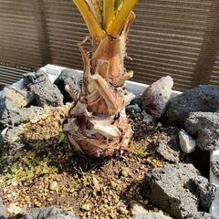 ワシントンヤシ