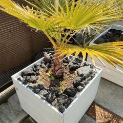 ワシントンヤシ