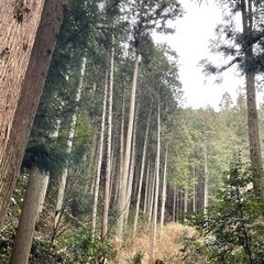 杉や松　檜　伐採する木あります　