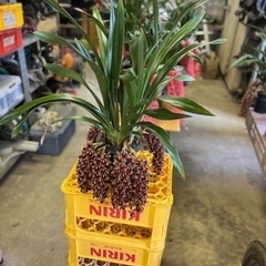 引き取り限定】金稜辺2鉢 各4株計14株