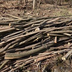 薪木用に、伐採した木を差し上げます
