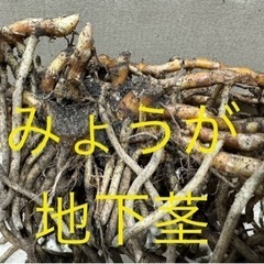 みょうが地下茎から育ててみませんか