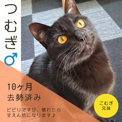 明日‼︎【大刀洗町⌘猫譲渡会】「3/17(日) 10:30〜14:30」part - 猫