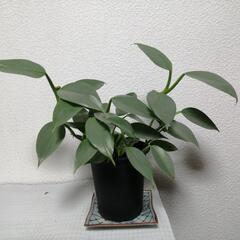 観葉植物
フィロデンドロン