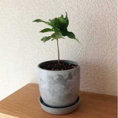観葉植物　コーヒーの木(18)　16cm　おしゃれな2号の鉢と受...