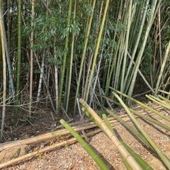 竹，🎋タケ、たけ