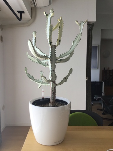 観葉植物　ホワイトゴースト　ユーフォルビア　多肉植物