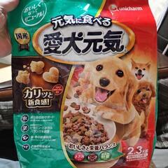 愛犬元気