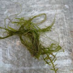 【無料】水草　タヌキモ　食虫植物