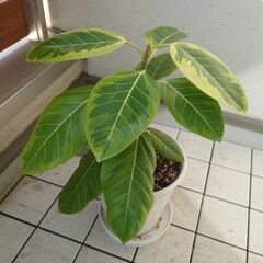 観葉植物　アルテシマフィカス　鉢と皿付き