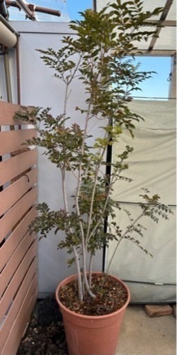 お取引中　植木　シマトネリコ　鉢付き