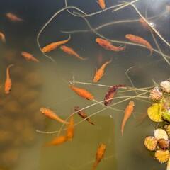 紅帝ダルマメダカ　若魚、成魚