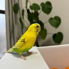 セキセイインコ メス