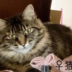 ♀猫との暮らし希望者募集! 月日時点　