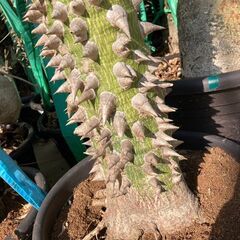 酔っ払いの木　トックリキワタ　パラボラッチョ　トゲトゲ　鑑賞樹木　塊根植物　