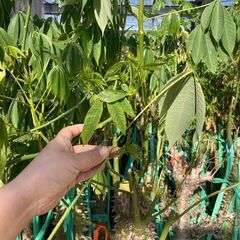 酔っ払いの木　トックリキワタ　パラボラッチョ　トゲトゲ　鑑賞樹木　塊根植物　