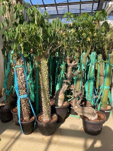 酔っ払いの木　トックリキワタ　パラボラッチョ　トゲトゲ　鑑賞樹木　塊根植物