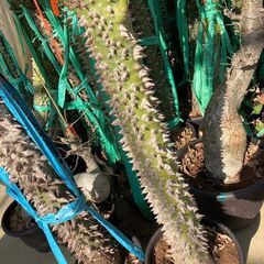 酔っ払いの木　トックリキワタ　パラボラッチョ　トゲトゲ　鑑賞樹木　塊根植物　