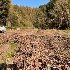 茶の木、根 1年半以上の乾燥　薪 廃材