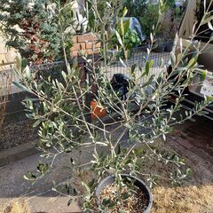 オリーブ⑱ ルッカ 樹高：160cm（果樹ポット＃25）多摩エリア配送応相談