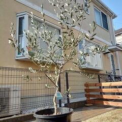 オリーブ⑱ ルッカ　樹高：160cm（果樹ポット＃25）多摩エリア配送応相談