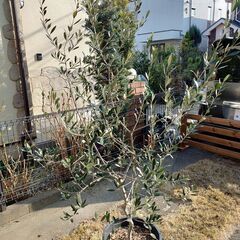 オリーブ⑱ ルッカ　樹高：160cm（果樹ポット＃25）多摩エリア配送応相談