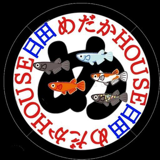 ♦高級めだか８種類５０匹＋10匹  開業応援  ♦めだかHOUSE日田  改良メダカ