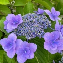 紫陽花　　ムスカリ