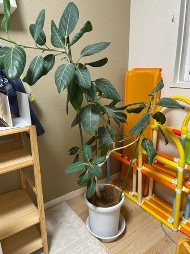 急募】観葉植物　ベンガレンシス　145㎝