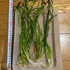 水草『スクリューバリスネリア』5株