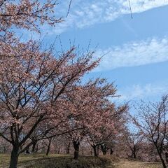 九州の桜の名所めぐり