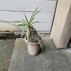 植木