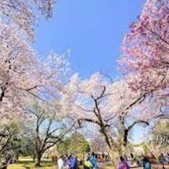 どなたか東京、千葉、茨城あたりで花見しませんか？