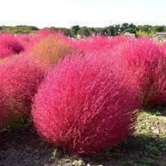 【花の種】コキア　1000粒以上