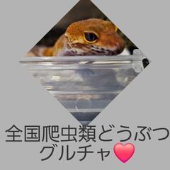 全国爬虫類どうぶつ グルチャ❤